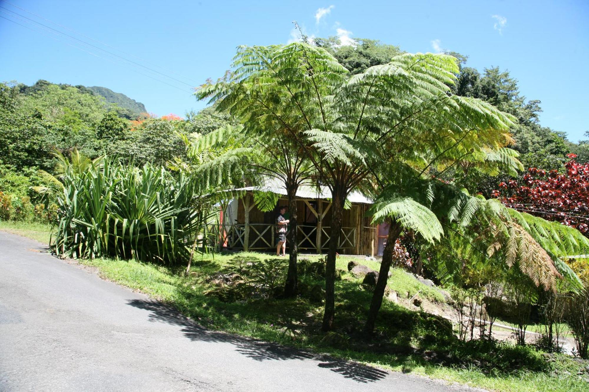 Natty Tropical Valley Roseau Extérieur photo